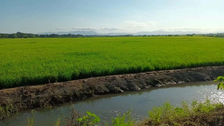 Agricultores de río Masacre en crisis: 3,000 tareas de arroz en riesgo por falta de muro de gaviones