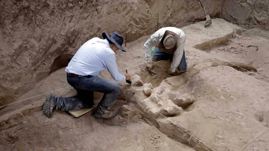 Paleontólogo demanda universidad EEUU por enviar a vertedero fósiles de 380 millones años