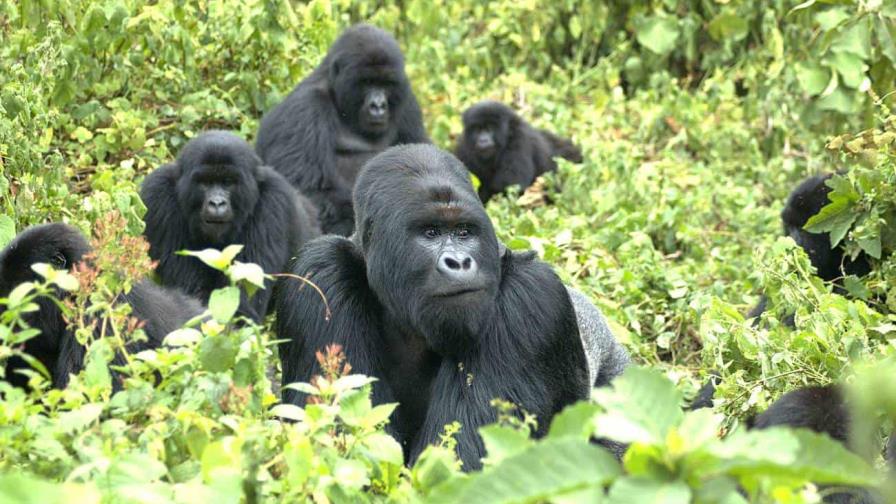 ¿Saben los animales que existen? Los gorilas se suman a la lista