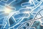 Científicos chinos crean bacterias modificadas para combatir tumores con luz infrarroja Científicos chinos crean bacterias modificadas para combatir tumores con luz infrarroja