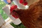 Alquilar una gallina, una moda en auge en EEUU ante los cambios en el precio de los huevos