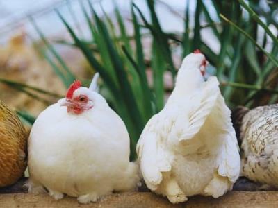 Alquilar una gallina, la alternativa ante precios de huevos en EE. UU.