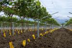 República Dominicana exportará uvas a Estados Unidos, con un envío de hasta 36 contenedores este año