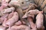 ¿Está la peste porcina presente o no en las grandes granjas del país?