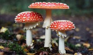 Más de un millar de especies de hongos amenazadas por las actividades humanas