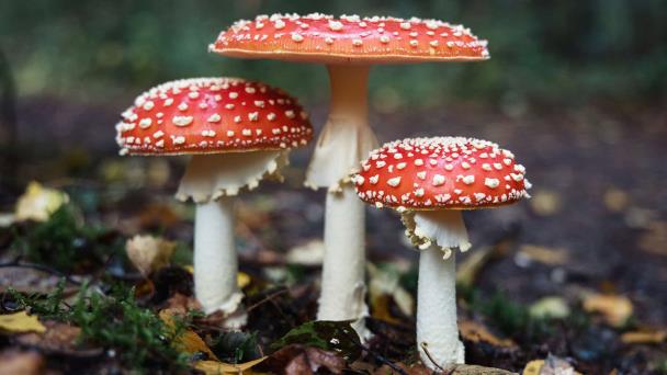 Más de un millar de especies de hongos amenazadas por las actividades humanas
