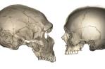 ¿Por qué los humanos tienen la cara más pequeña que los neandertales? ¿Por qué los humanos tienen la cara más pequeña que los neandertales?