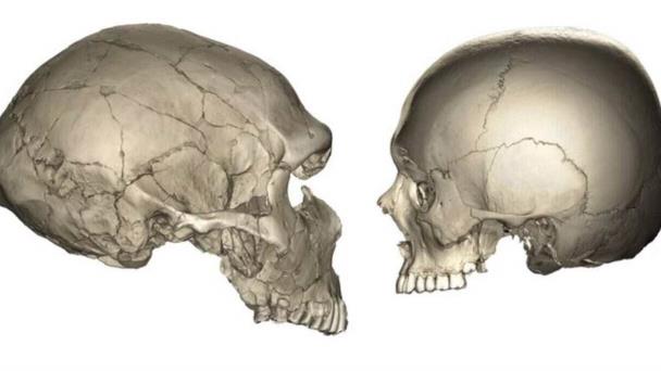 ¿Por qué los humanos tienen la cara más pequeña que los neandertales?
