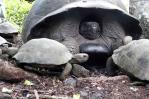 Liberan en su hábitat natural a 170 tortugas gigantes de Galápagos Liberan en su hábitat natural a 170 tortugas gigantes de Galápagos