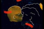 La película dominicana Olivia & las nubes se presentará en el Festival de Cine de Miami