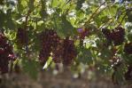 República Dominicana envía los primeros tres contenedores de uvas de mesa a los EE. UU.