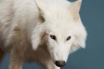Reviven al lobo huargo de la Casa Stark en Juego de Tronos, extinto hace 13,000 años