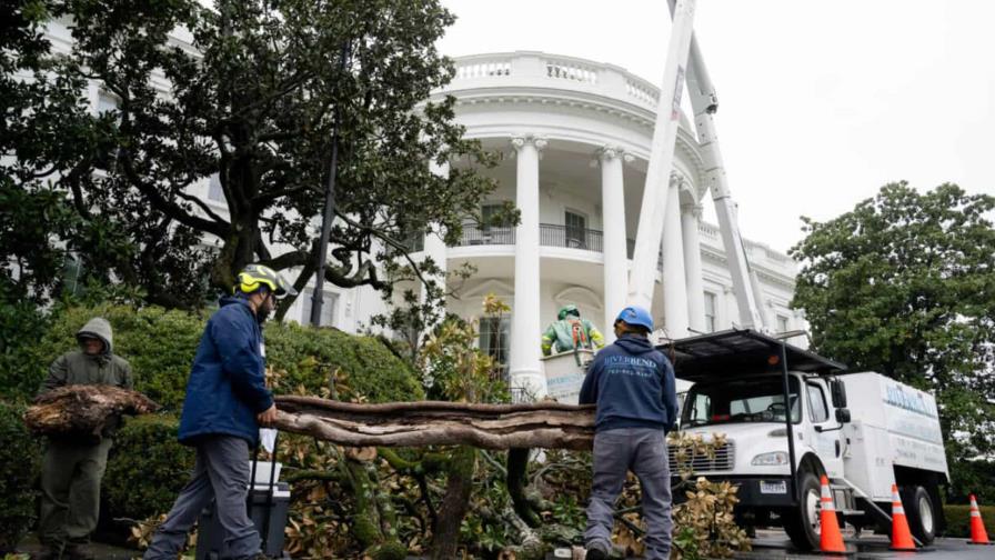 Trump tala uno de los árboles más antiguos de la Casa Blanca y planta el MAGAnolia Trump tala uno de los árboles más antiguos de la Casa Blanca y planta el MAGAnolia