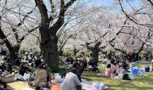 Crean en Japón una IA que determina la edad de los árboles de sakura para preservarlos