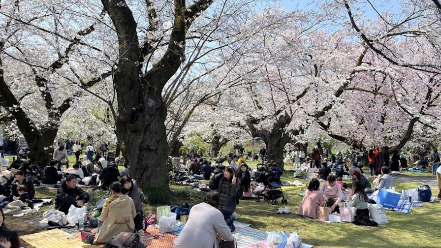 Crean en Japón una IA que determina la edad de los árboles de sakura para preservarlos Crean en Japón una IA que determina la edad de los árboles de sakura para preservarlos