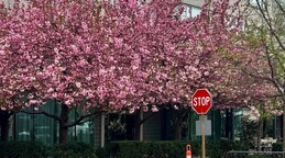 Pico de floraci&oacute;n de cerezos en Washington llegar&aacute; entre el 29 de marzo y el 1 de abril
