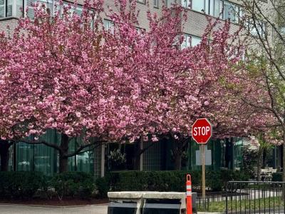 Pico de floración de cerezos en Washington llegará a finales de mes