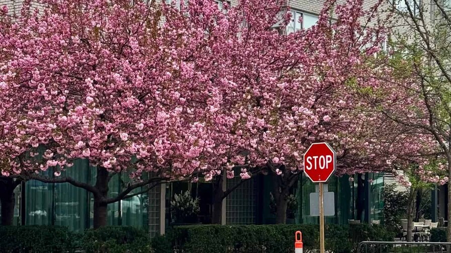 Pico de floraci&oacute;n de cerezos en Washington llegar&aacute; entre el 29 de marzo y el 1 de abril