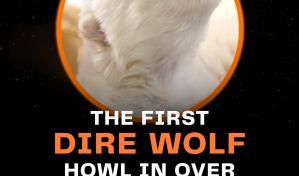 Científicos puntualizan: no es desextinción, sino lobos grises genéticamente modificados