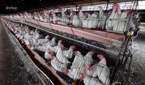 Muere niña reportada como primer caso humano de gripe aviar H5N1 en México Muere niña reportada como primer caso humano de gripe aviar H5N1 en México