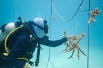Arrecifes en el Este: Una historia de resiliencia y la ciencia en la conservación Arrecifes en el Este: Una historia de resiliencia y la ciencia en la conservación