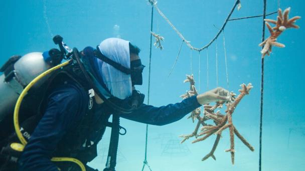 Arrecifes en el Este: Una historia de resiliencia y la ciencia en la conservación