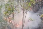 Se registra incendio forestal en comunidad de San José de Ocoa Se registra incendio forestal en comunidad de San José de Ocoa