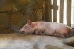 EE. UU. recuerda a viajeros desde República Dominicana que no pueden ingresar carne de cerdo EE. UU. recuerda a viajeros desde República Dominicana que no pueden ingresar carne de cerdo