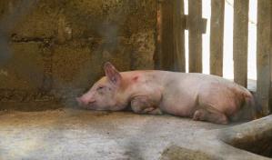 Los rebrotes de la PPA afectan a unos 72 criadores de cerdos Los rebrotes de la PPA afectan a unos 72 criadores de cerdos