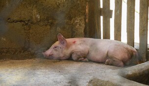 EE. UU. recuerda a viajeros desde Rep&uacute;blica Dominicana que no pueden ingresar carne de cerdo