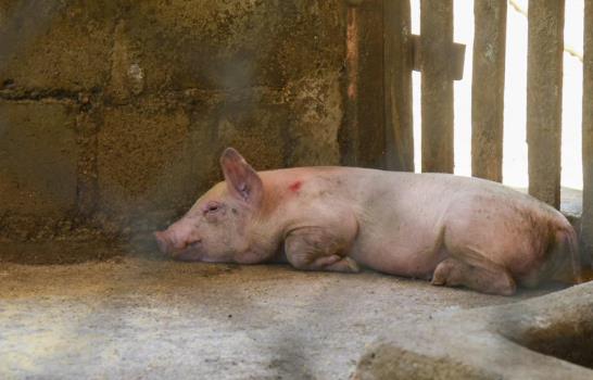 EE. UU. recuerda a viajeros desde Rep&uacute;blica Dominicana que no pueden ingresar carne de cerdo