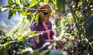 El café peligra en Guatemala: cuando los jóvenes deciden emigrar antes que sembrar