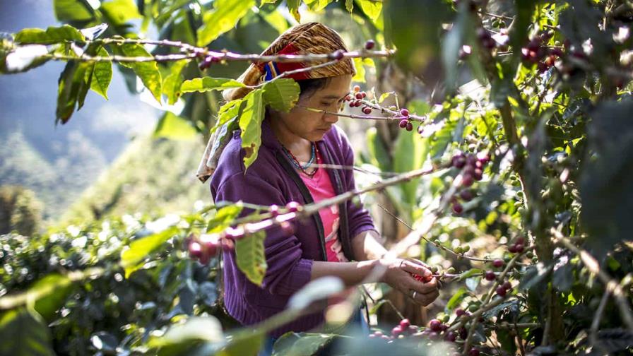 El café peligra en Guatemala: cuando los jóvenes deciden emigrar antes que sembrar El café peligra en Guatemala: cuando los jóvenes deciden emigrar antes que sembrar