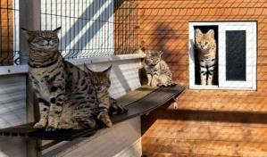 Desmantelan en España red que vendía por internet felinos exóticos