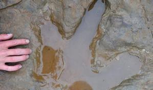 Unas huellas de cien millones de años revelan un nuevo tipo de anquilosaurio