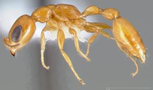 Describen una nueva especie de hormiga que habita en la Amazonía de Ecuador Describen una nueva especie de hormiga que habita en la Amazonía de Ecuador