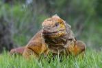 Recopilación de datos en las Islas Galápagos para conservar a la singular iguana rosada