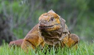 Recopilación de datos en las Islas Galápagos para conservar a la singular iguana rosada
