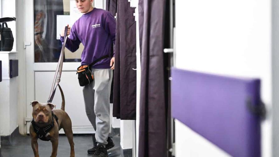 Británicos abandonan a sus mascotas por el encarecimiento de la vida Británicos abandonan a sus mascotas por el encarecimiento de la vida