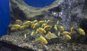 Apuestan por proyecto para reproducir peces en el Acuario Nacional Apuestan por proyecto para reproducir peces en el Acuario Nacional