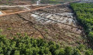 Un plan alimentario de Indonesia amenaza con una deforestación masiva