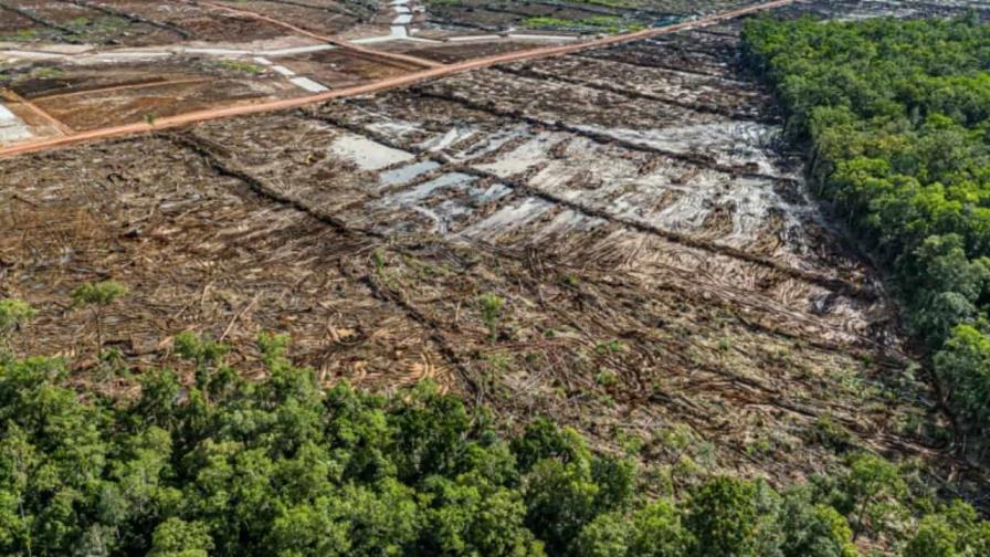 Un plan alimentario de Indonesia amenaza con una deforestación masiva Un plan alimentario de Indonesia amenaza con una deforestación masiva