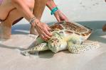 Liberan a una tortuga marina recuperada en los Cayos de Florida por el Día de la Tierra Liberan a una tortuga marina recuperada en los Cayos de Florida por el Día de la Tierra