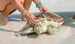 Liberan a una tortuga marina recuperada en los Cayos de Florida por el Día de la Tierra