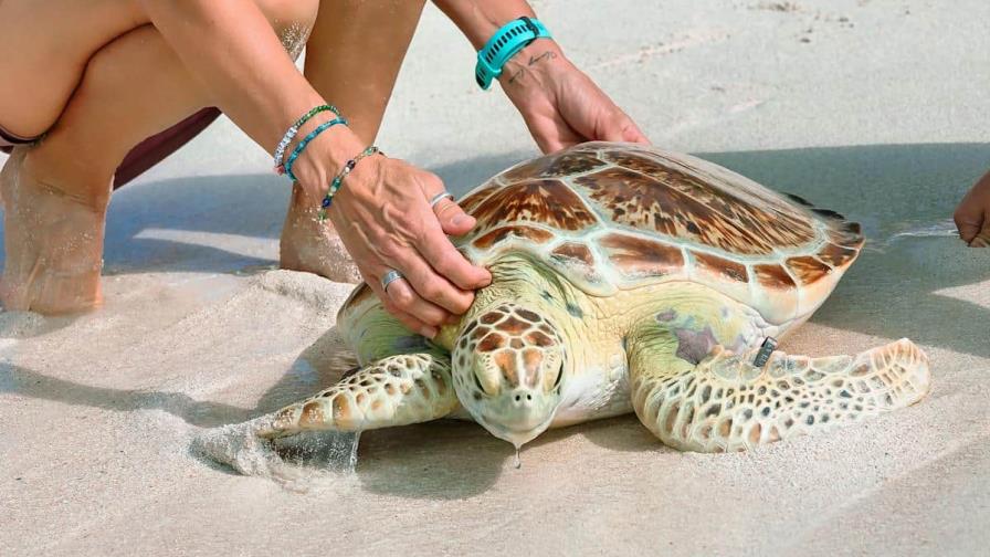 Liberan a una tortuga marina recuperada en los Cayos de Florida por el Día de la Tierra Liberan a una tortuga marina recuperada en los Cayos de Florida por el Día de la Tierra