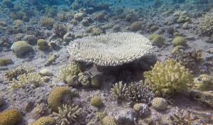 El blanqueamiento de corales bate récord tras récord