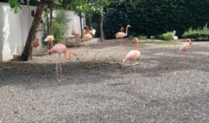 Medio Ambiente rescata 14 flamencos en operativo contra tráfico de fauna silvestre