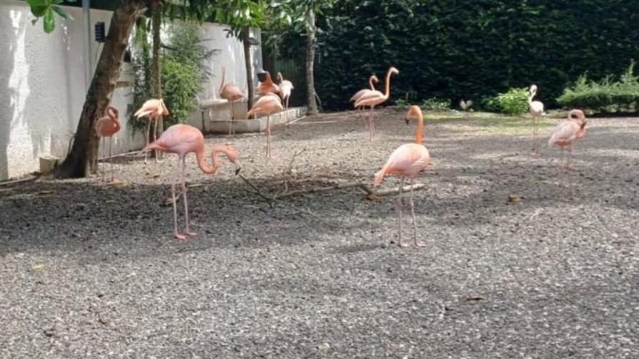 Medio Ambiente rescata 14 flamencos en operativo contra tráfico de fauna silvestre Medio Ambiente rescata 14 flamencos en operativo contra tráfico de fauna silvestre