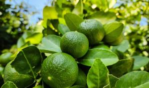 La República Dominicana exporta 11,539 toneladas de limones en cuatro años