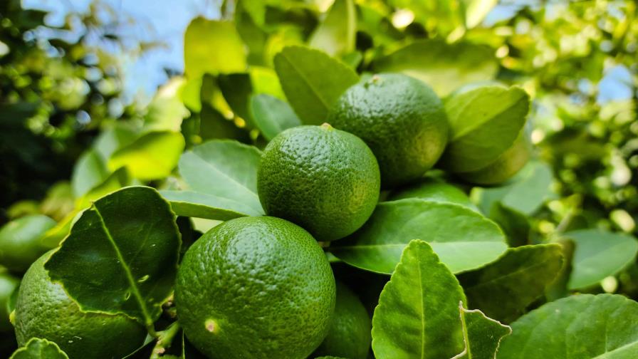 La República Dominicana exporta 11,539 toneladas de limones en cuatro años La República Dominicana exporta 11,539 toneladas de limones en cuatro años